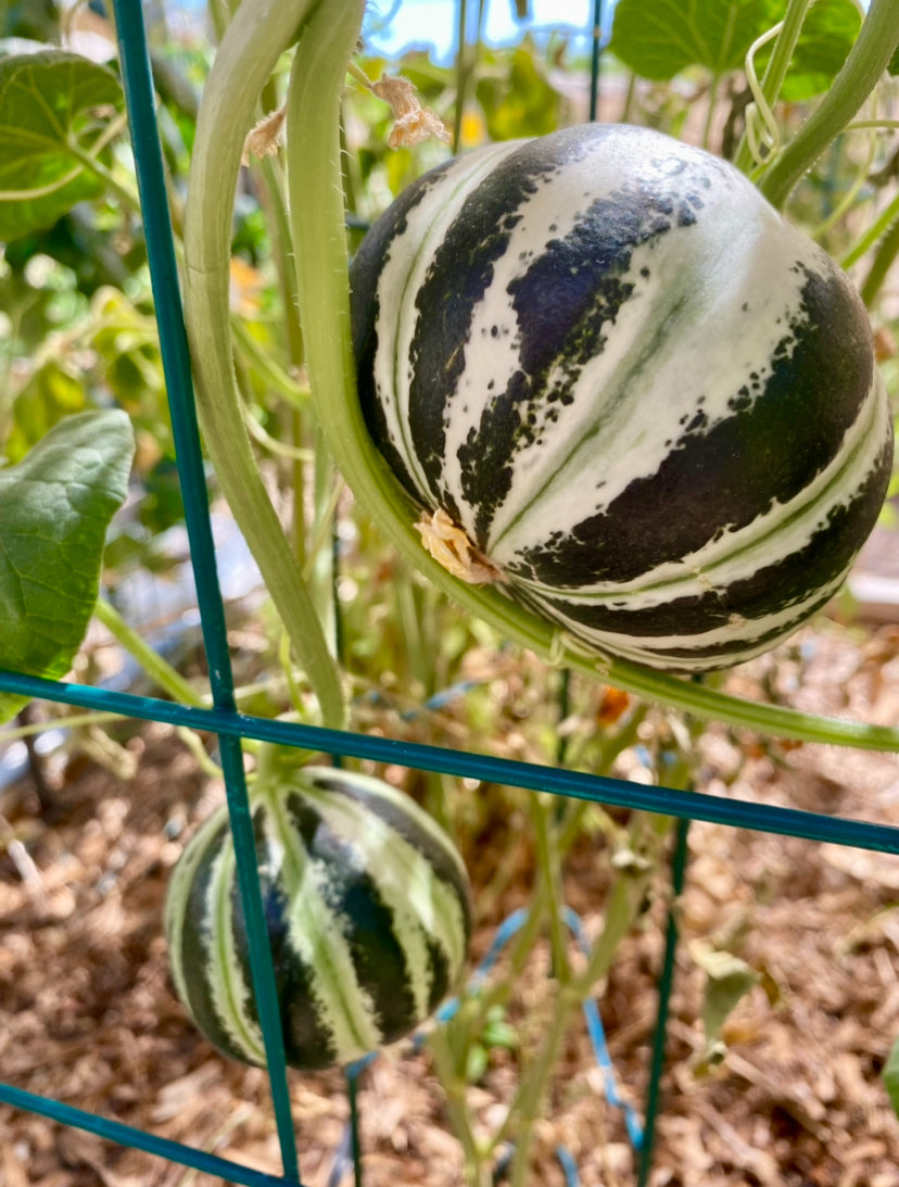 Kajari Melon