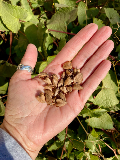 coral plant seeds Flower