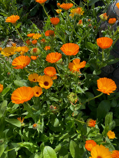 Flower - Calendula Mix