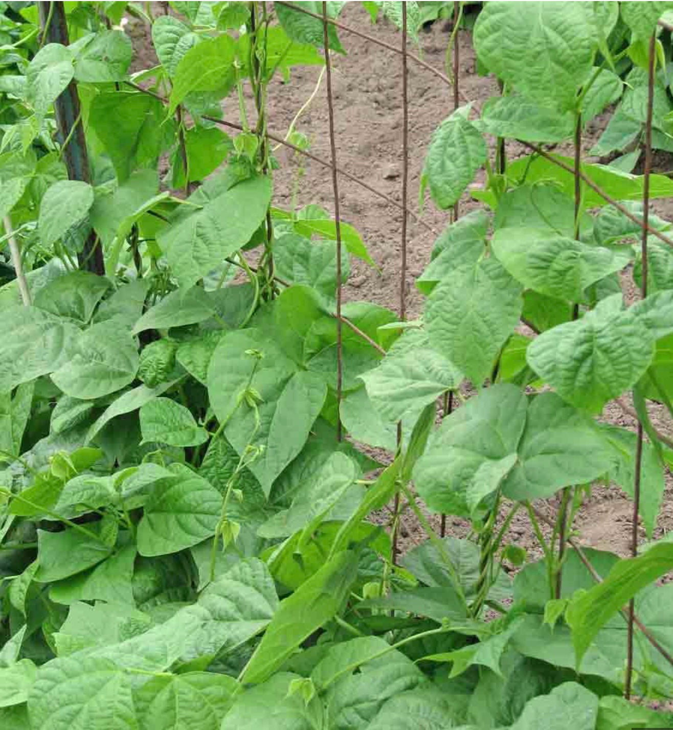 Beans - Kentucky Pole