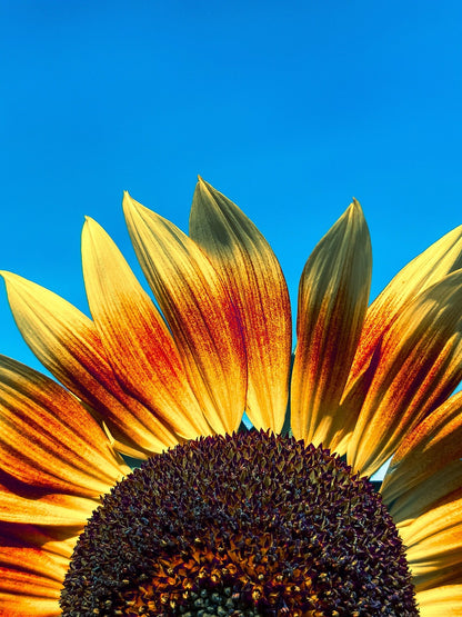 Flower - Sunflower Mix