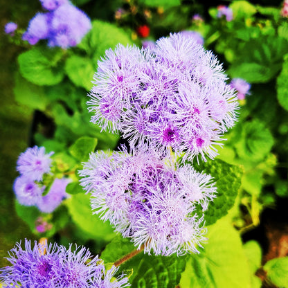 Flower - Agertum Dwarf Blue
