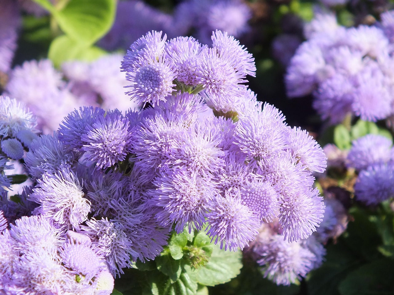 Flower - Agertum Dwarf Blue