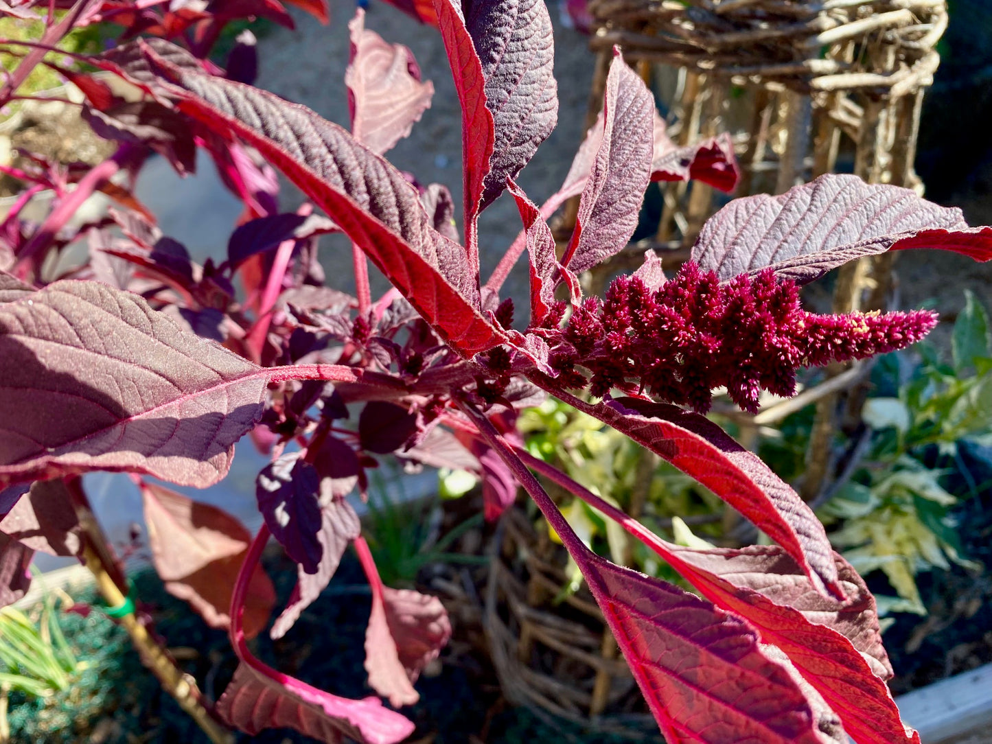 Amaranth - Hopi Red Dye