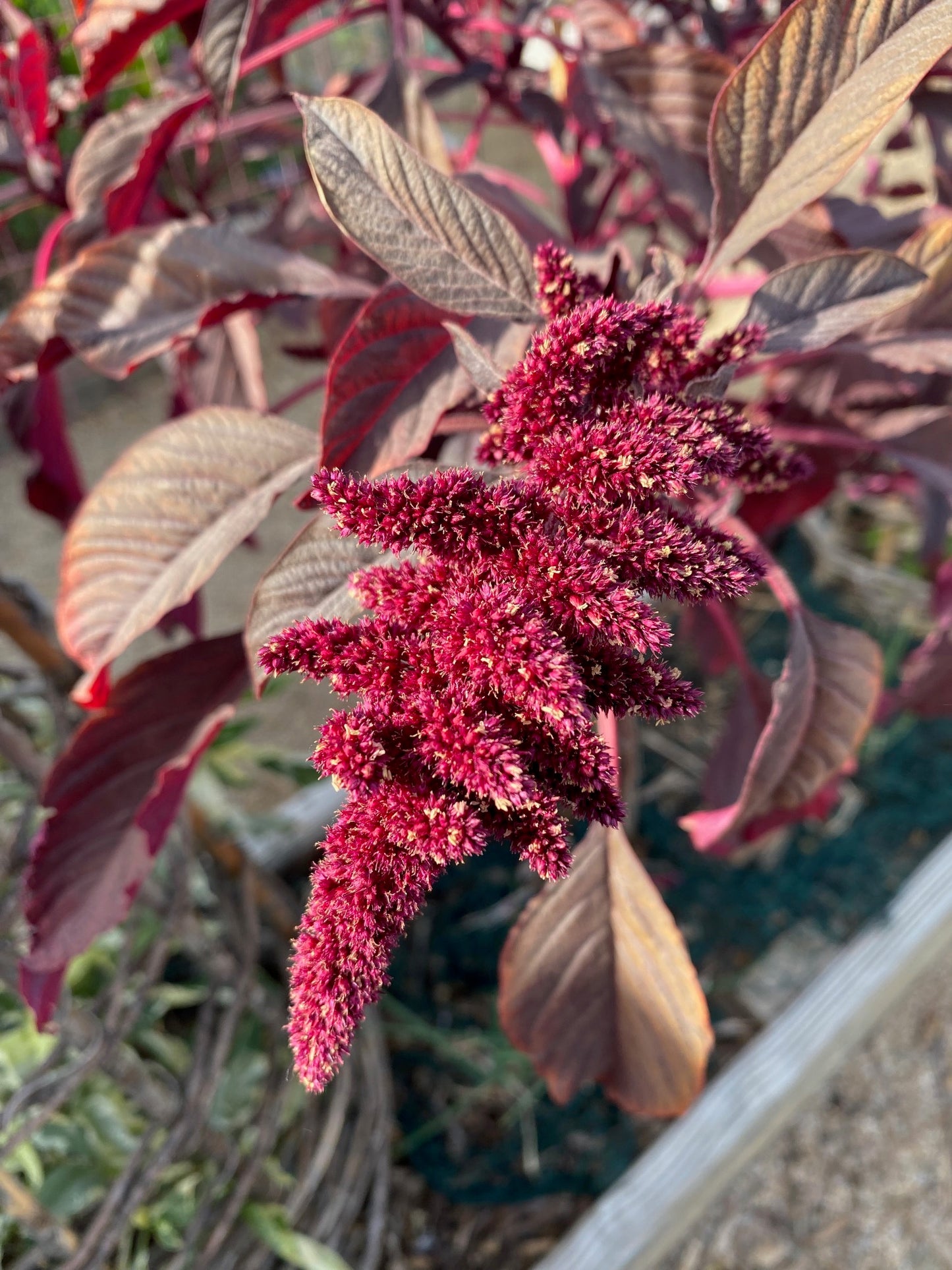 Amaranth - Hopi Red Dye