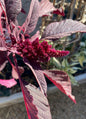 Amaranth - Hopi Red Dye