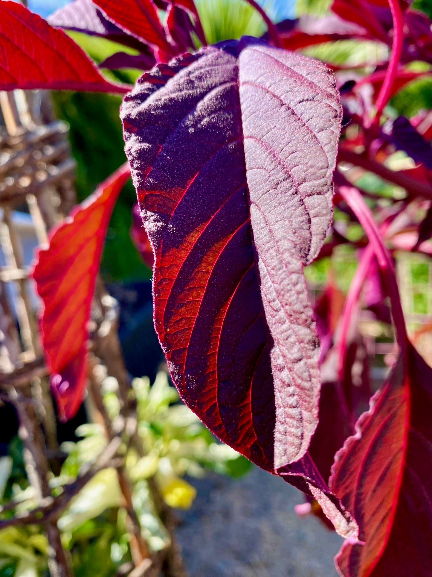 Amaranth - Hopi Red Dye