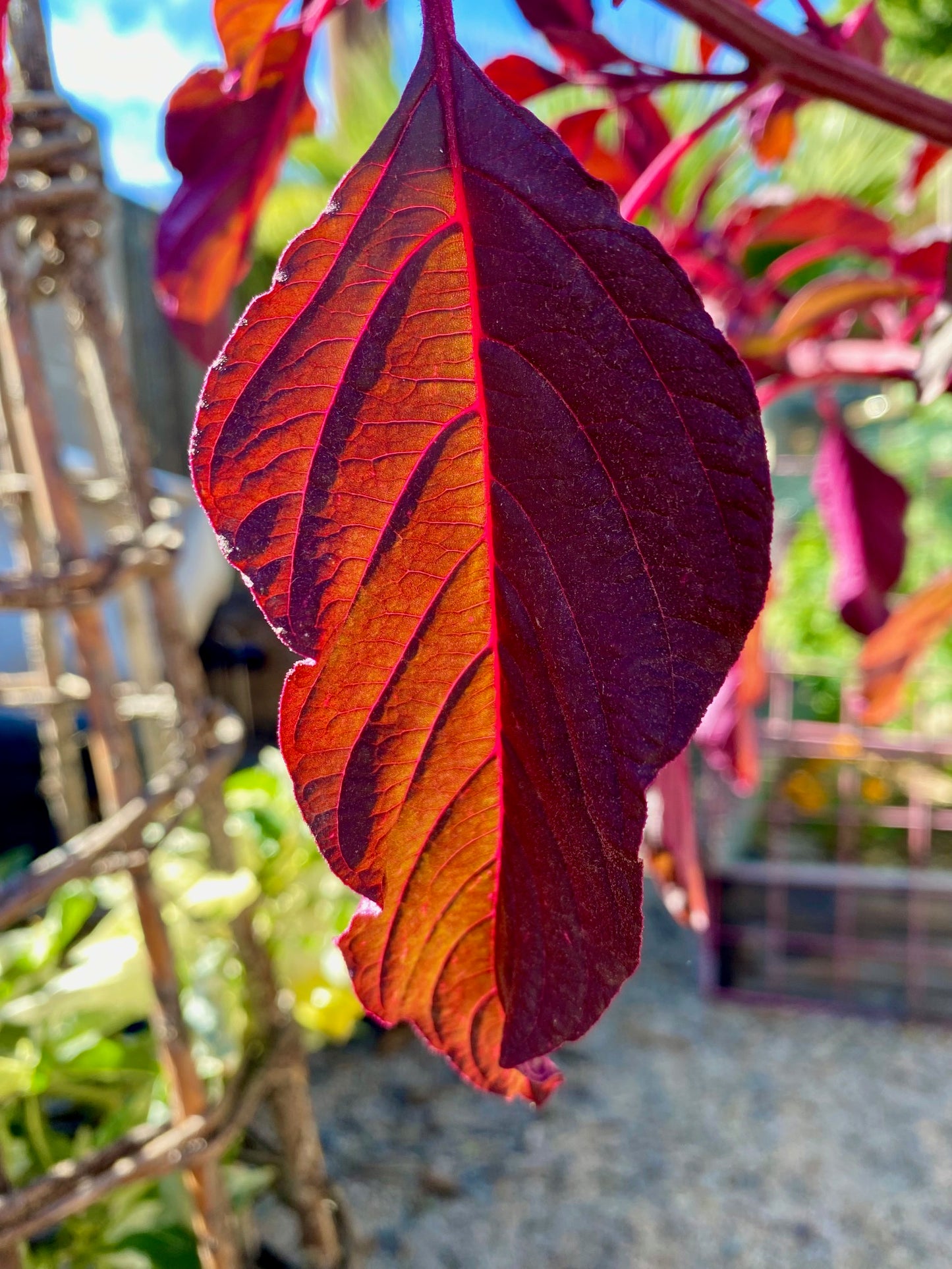 Amaranth - Hopi Red Dye