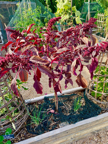 Amaranth - Hopi Red Dye