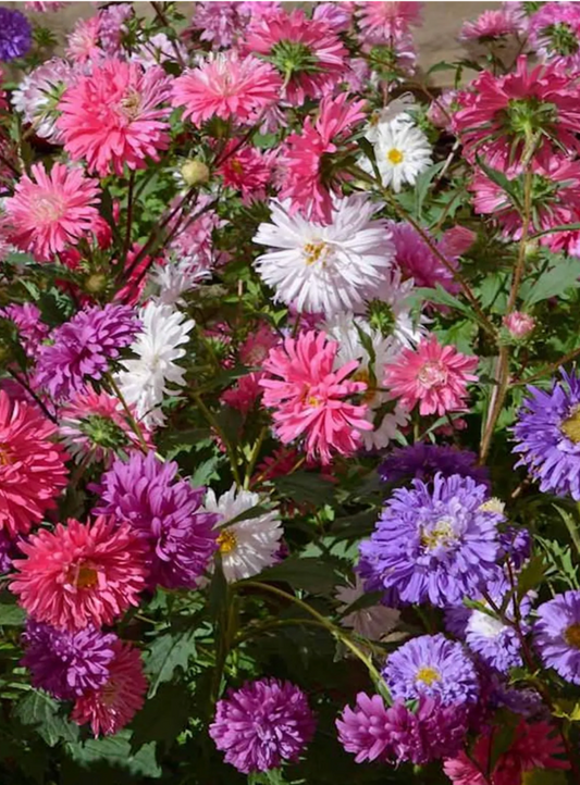 Flower - Aster Powder Puff