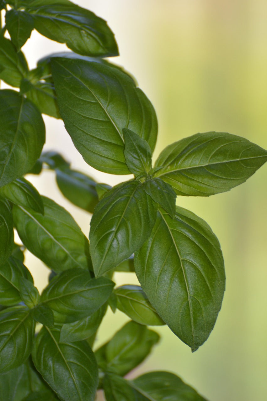 Herb - Basil, Genovese