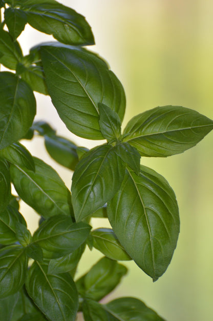 Herb - Basil, Genovese