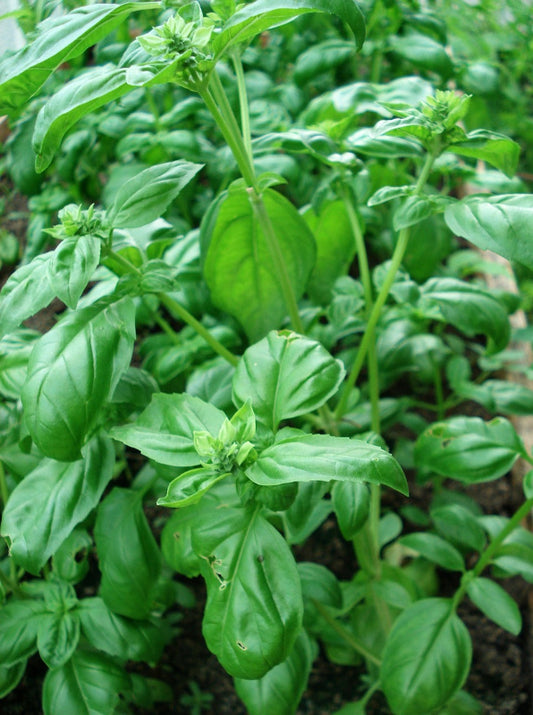 Herb - Basil, Genovese