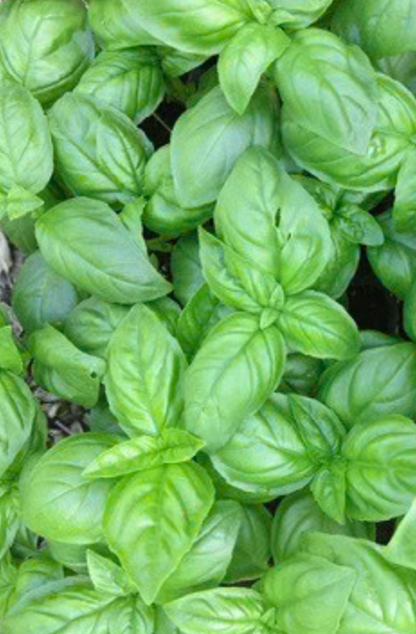 Basil, Genovese