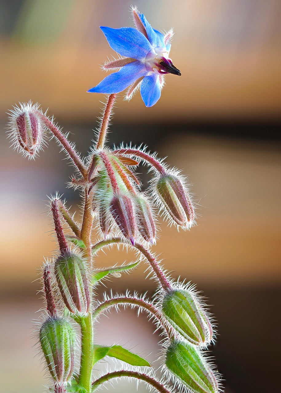 Herb - Borage