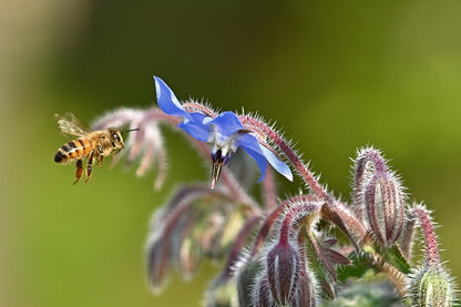 Herb - Borage