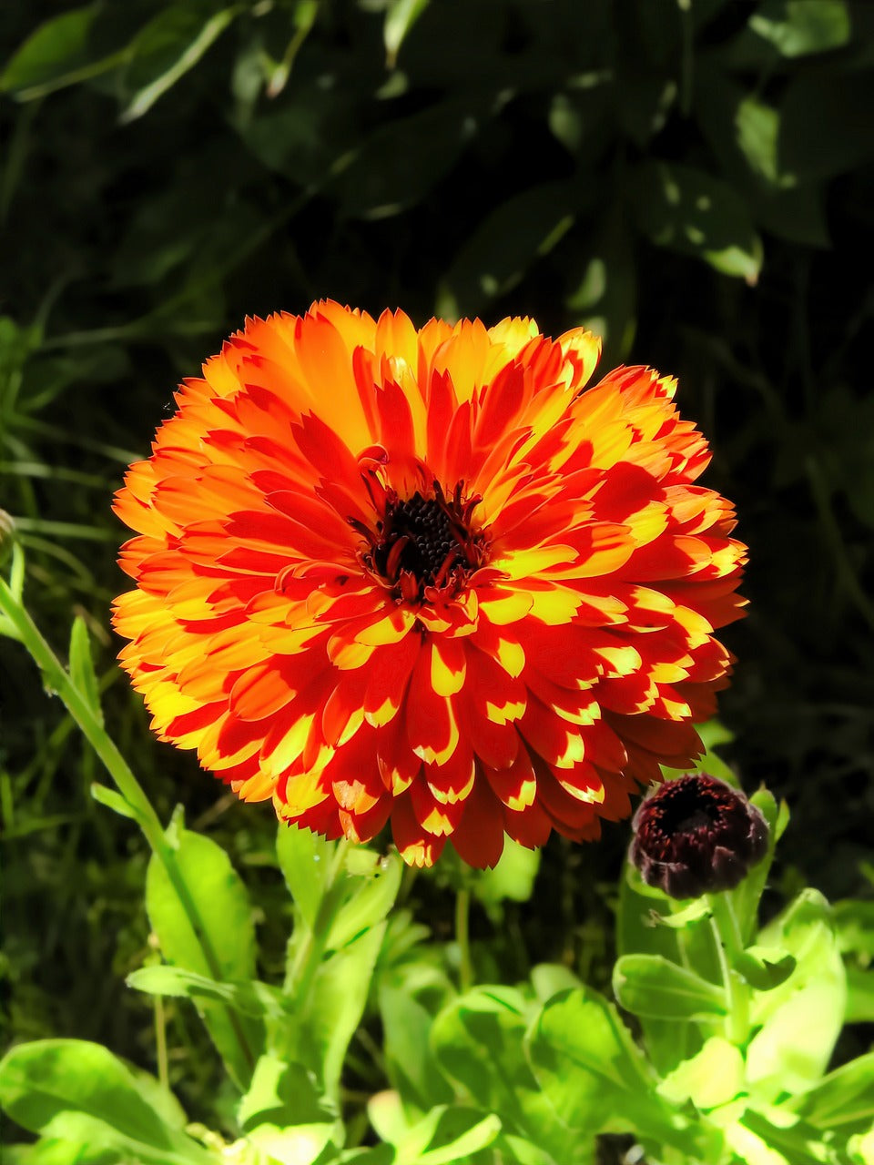 Flower - Calendula Mix