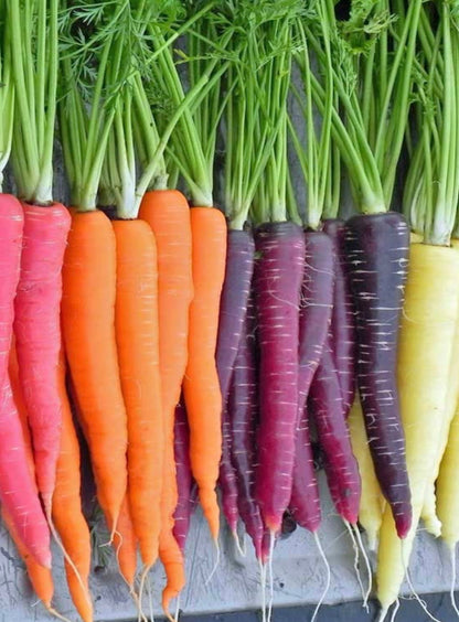Carrots - Rainbow
