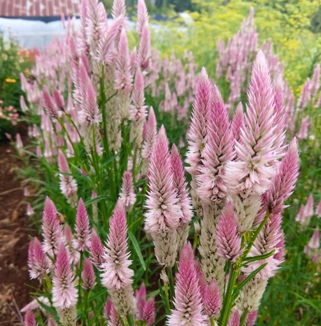 Flower - Celosia Flamingo Feather