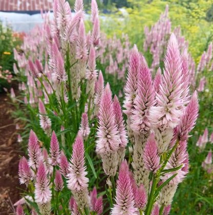 Flower - Celosia Flamingo Feather