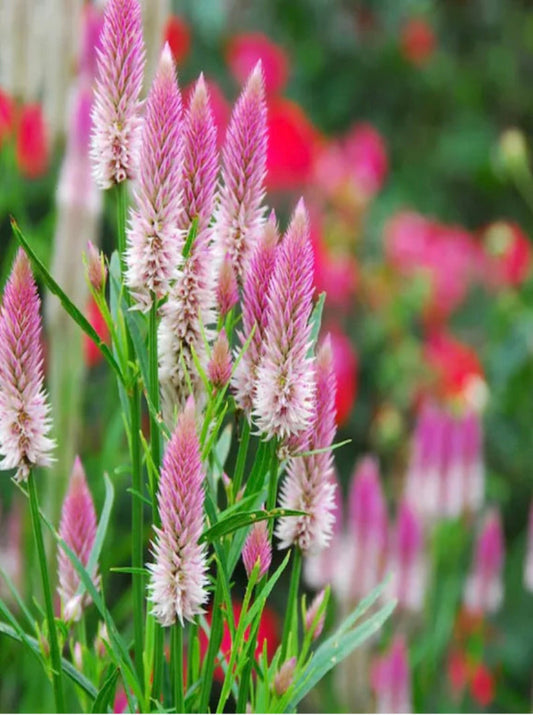 Flower - Celosia Flamingo Feather