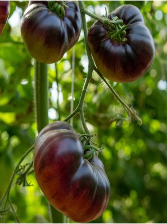 Tomato - Cherokee Purple