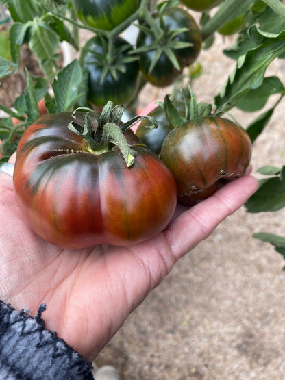 Tomato - Cherokee Purple