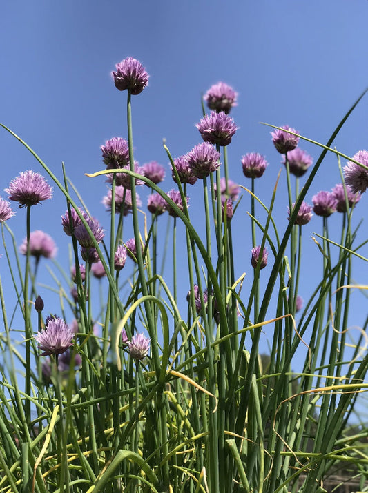Herb - Chives