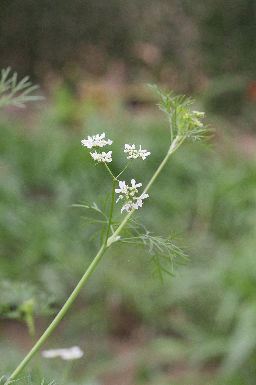 Herb - Cilantro Slow Bolt