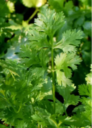 Herb - Cilantro Slow Bolt