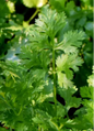 Herb - Cilantro Slow Bolt