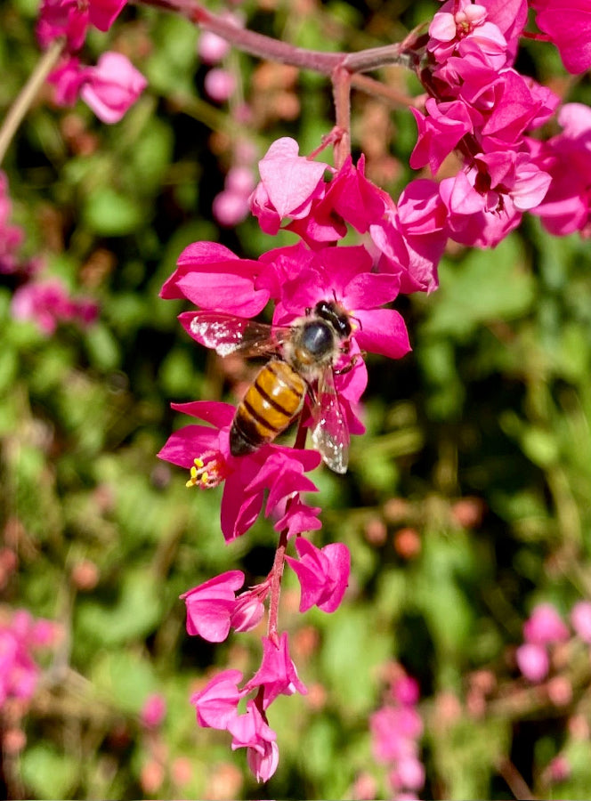 Flower - Coral Vine