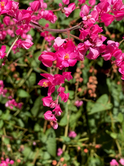 Flower - Coral Vine