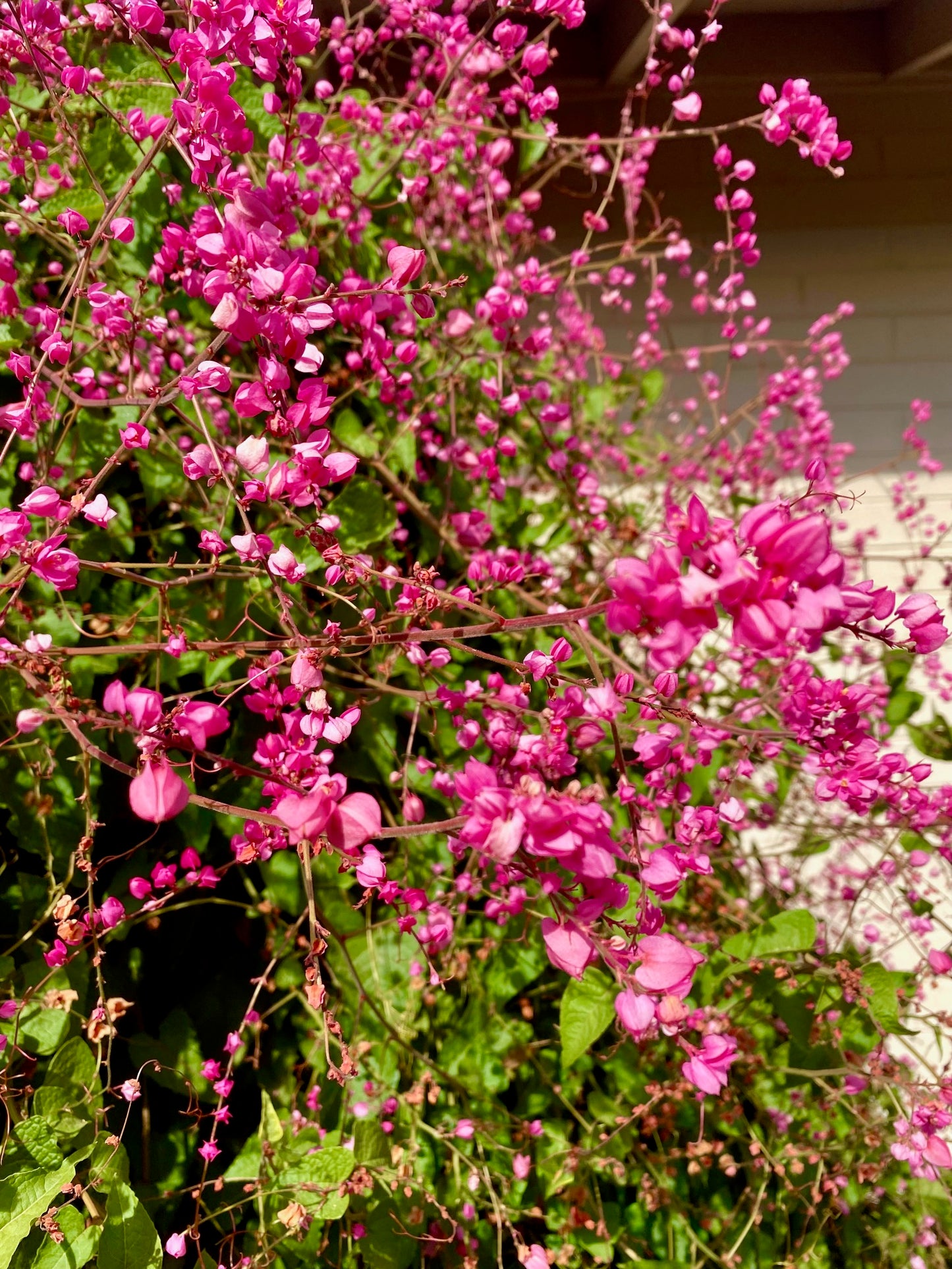 Flower - Coral Vine