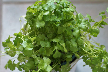 Herb - Cilantro Slow Bolt