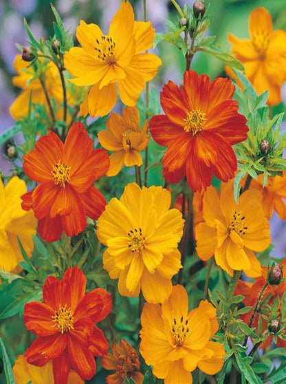 Flower - Cosmos Bright Lights