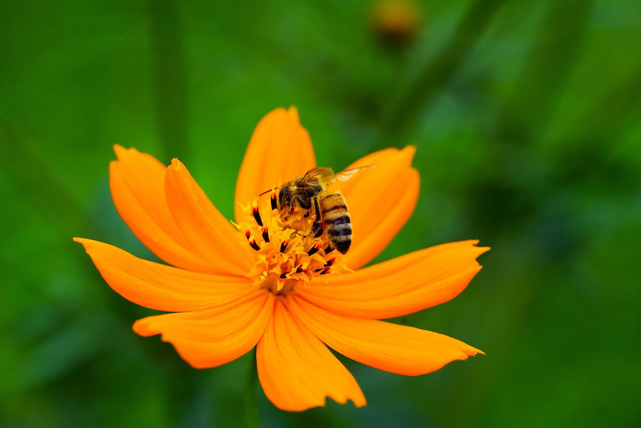 Flower - Cosmos Bright Lights