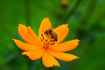 Flower - Cosmos Bright Lights