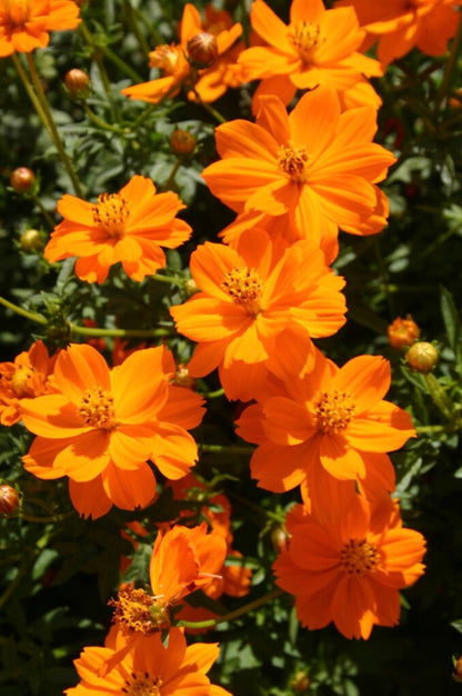 Flower - Cosmos Bright Lights