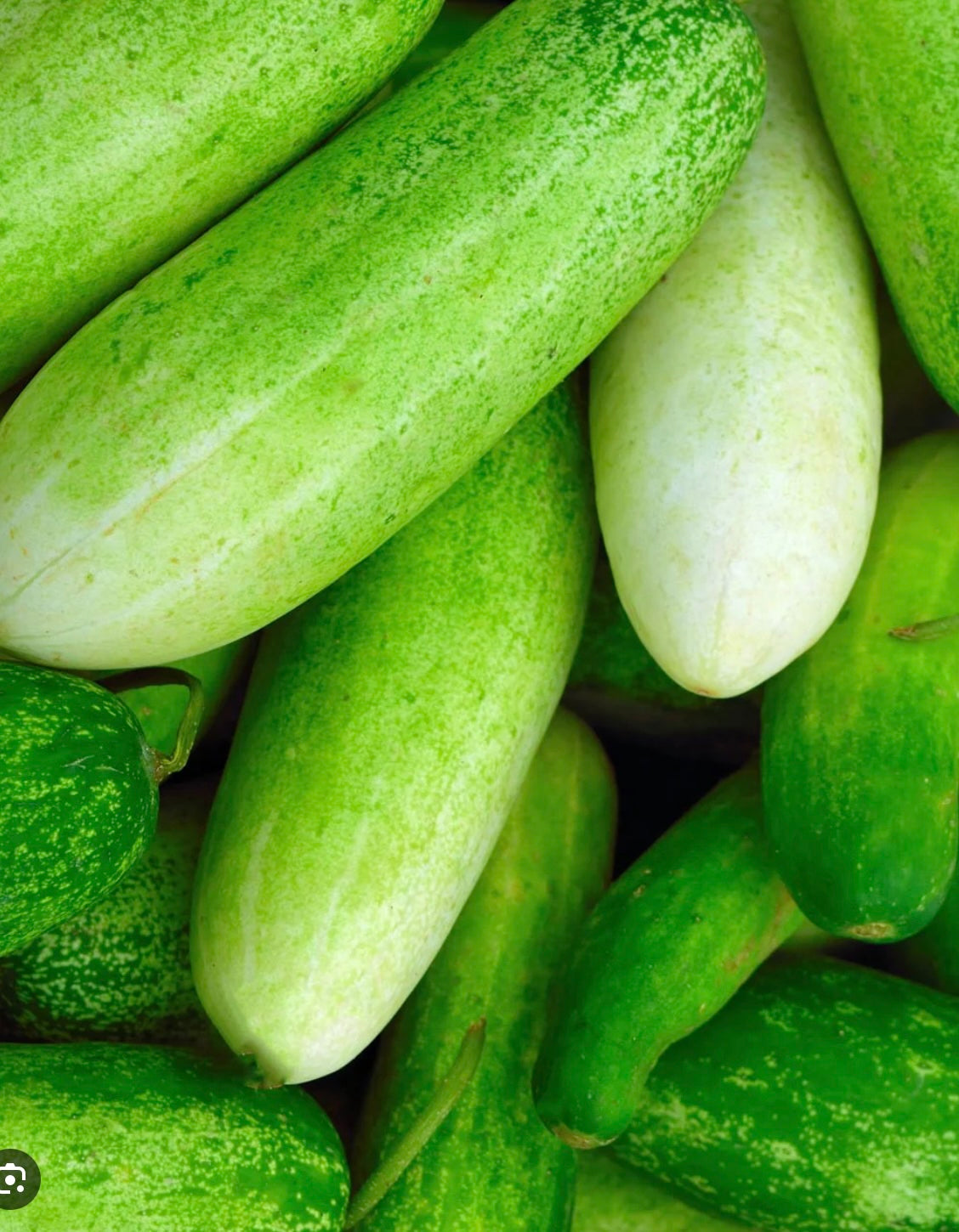 Cucumber - Double Yield
