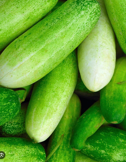 Cucumber - Double Yield