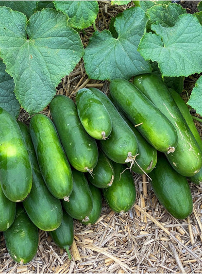 Cucumber - Double Yield
