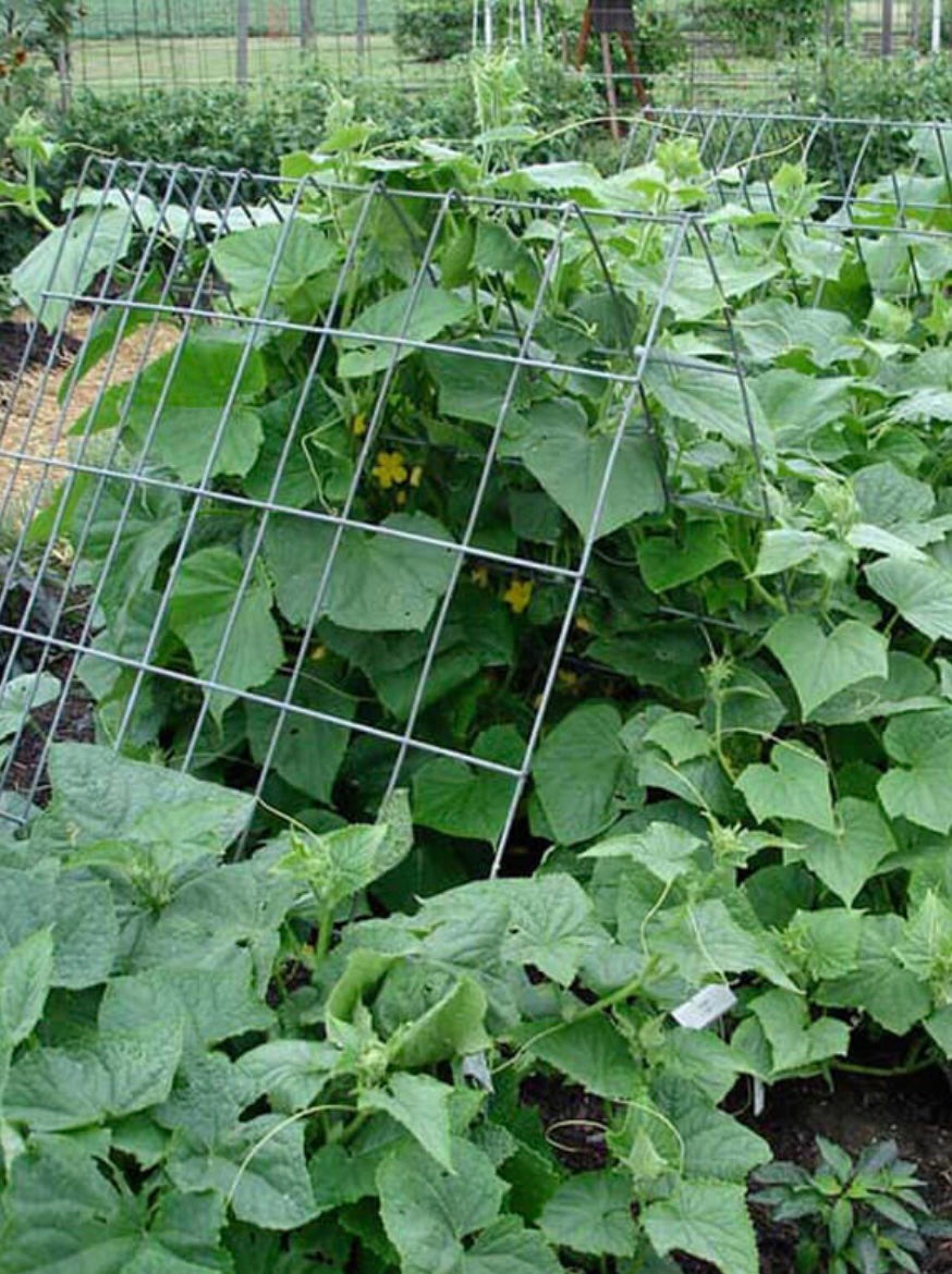 Cucumber - Double Yield
