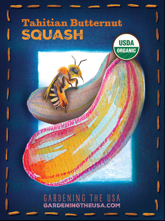 Squash - Butternut