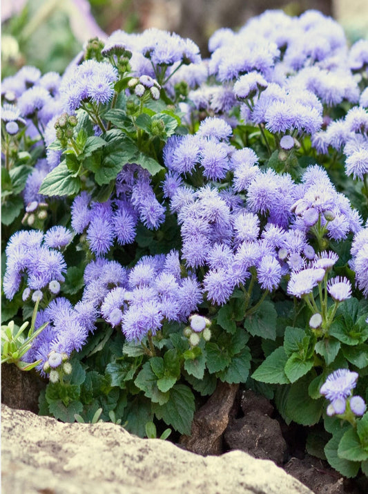 Flower - Agertum Dwarf Blue