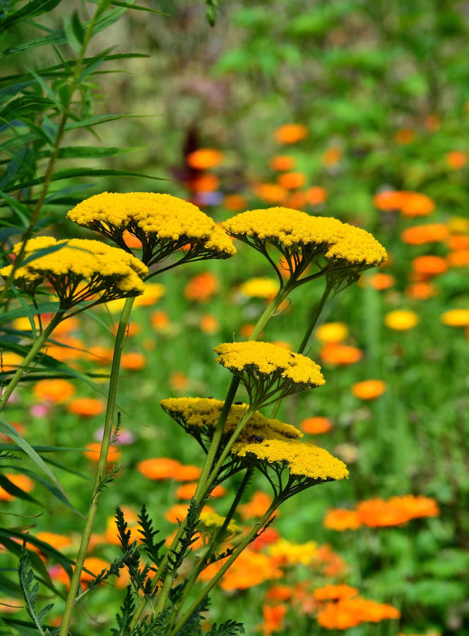 Herb - Yellow Yarrow