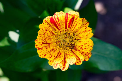 Flower - Zinnia, Peppermint Stick