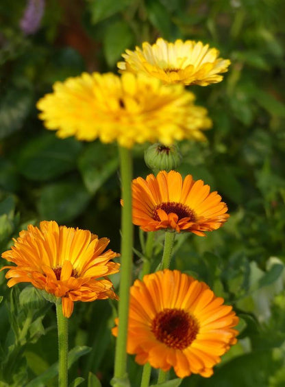 Flower - Calendula Mix