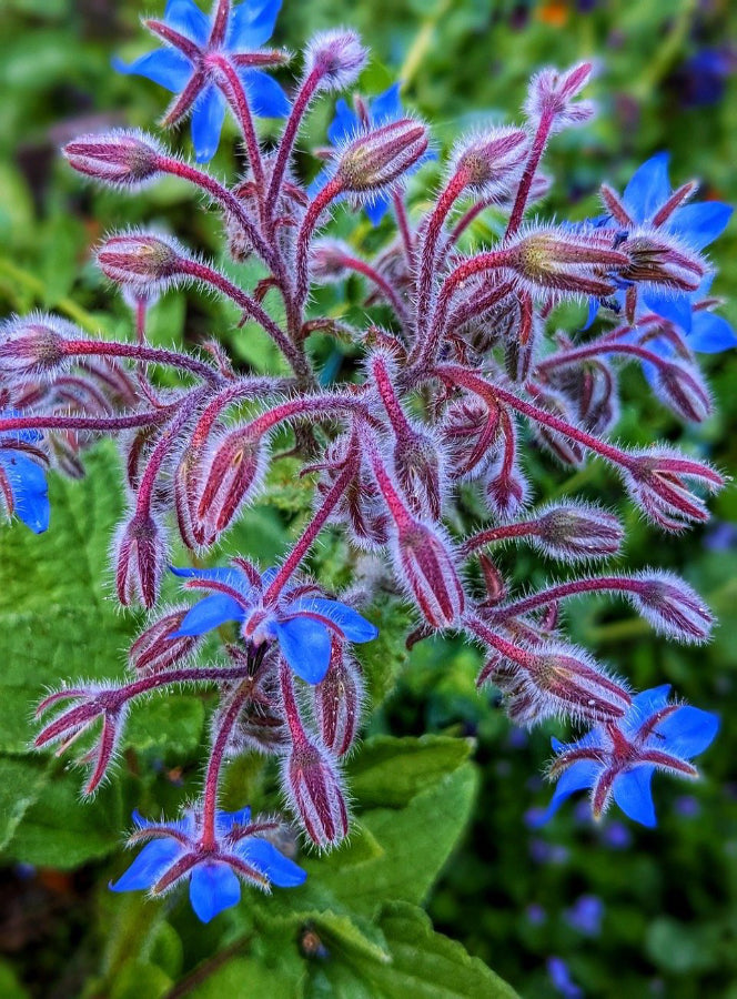 Herb - Borage