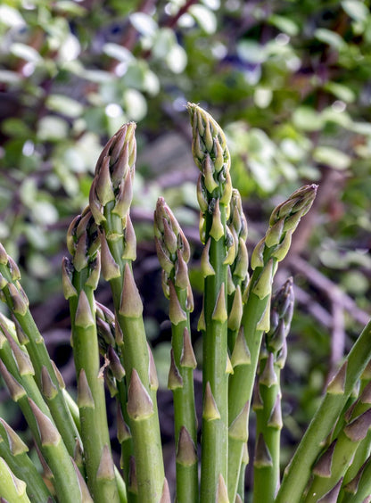 Asparagus - Mary Washington